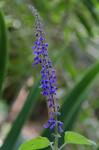 2016_Adelaide__Mt_Lofty_Botanic_Gardens_158.JPG