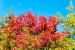 2016_Adelaide__Mt_Lofty_Botanic_Gardens_002.JPG