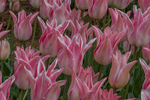 202204_Tassie_425.jpg