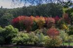 2016_Adelaide__Mt_Lofty_Botanic_Gardens_169.JPG